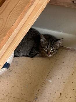 Rescue Domestic Short Hair Cats for Adoption in Cloquet, Minnesota - Poppy | PetCurious