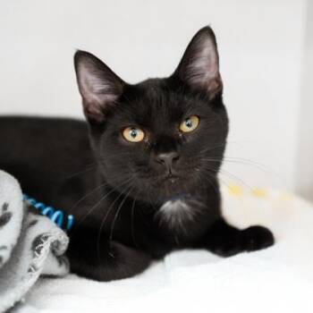 Tommy -  Domestic Short Hair Cat for Adoption in Atlanta, Georgia - Tommy | PetCurious