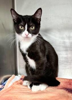 Rescue Domestic Short Hair Cats for Adoption in Beech Bottom, West Virginia - BUTTONS | PetCurious