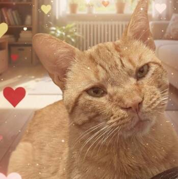 Rescue Domestic Short Hair Cats for Adoption in Bloomfield, New Jersey - Bubba | PetCurious