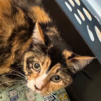 Rainbow -  Domestic Short Hair Cat for Adoption in Peoria, Illinois - Rainbow | PetCurious