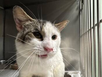 Shaboom -  Domestic Short Hair Cat Available for Adoption in New Braunfels, Texas - Shaboom | PetCurious