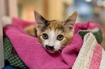 Jewel (Needs to be adopted with littermate) -  Domestic Short Hair Cat for Adoption in Oakland, California - Jewel (Needs To Be Adopted With Littermate) | PetCurious
