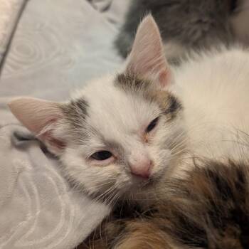 Lucky Charms -  Domestic Short Hair Cat for Adoption in Emporia, Kansas - Lucky Charms | PetCurious