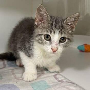 Inky -  Domestic Short Hair Cat for Adoption in Gainesville, Florida - Inky | PetCurious
