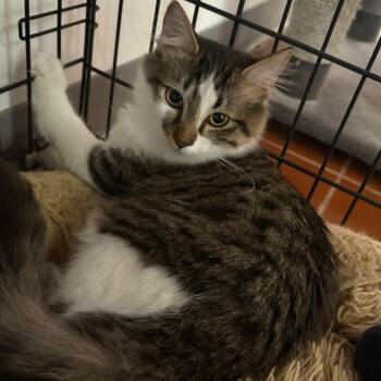 Ryder -  Domestic Long Hair Cat for Adoption in Tucson, Arizona - Ryder | PetCurious