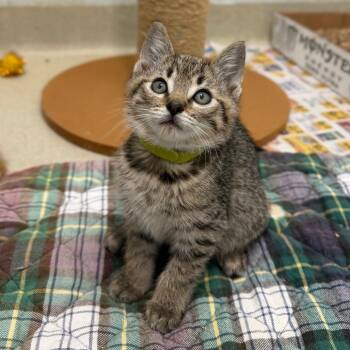 Domestic Short Hair Cats Available for Adoption in Marshall, Virginia - Gus | PetCurious