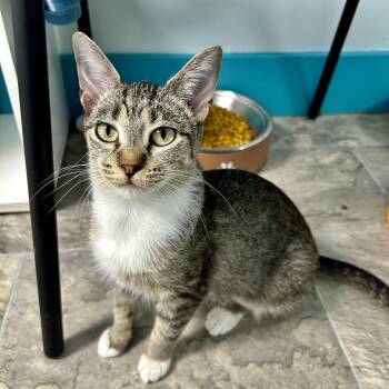Gabby -  Tabby Cat for Adoption in Grand Rapids, Michigan - Gabby | PetCurious