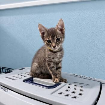 Destiny -  Domestic Short Hair Cat for Adoption in Spokane, Washington - Destiny | PetCurious