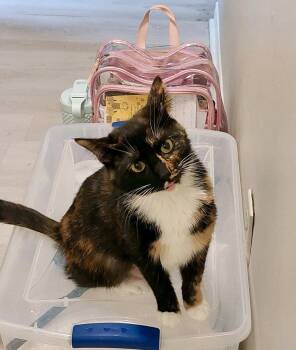 Rescue Calico Cats for Adoption in Memphis, Tennessee - Scarface | PetCurious