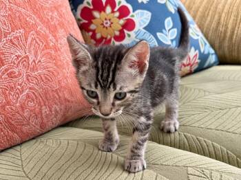 Giuseppe -  Domestic Short Hair Cat for Adoption in Sebastian, Florida - Giuseppe | PetCurious