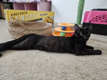 Rescue Bombay Cats for Adoption in Fresno, California - Ozzy | PetCurious
