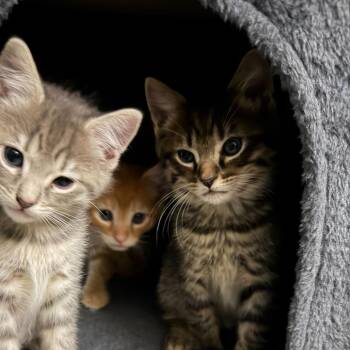 Freddy -  Domestic Short Hair Cat Available for Adoption in Valdosta, Georgia - Freddy | PetCurious