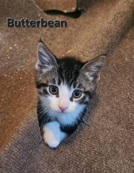 Butterbean -  Domestic Medium Hair Cat for Adoption in Seven Valleys, Pennsylvania - Butterbean | PetCurious