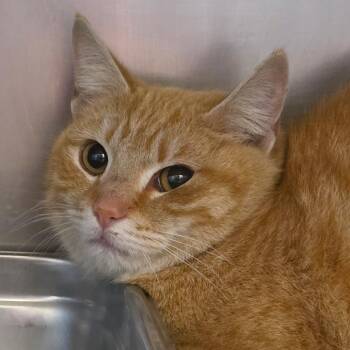 Domestic Short Hair Cats Available for Adoption in Gloucester, Virginia - Wigwam | PetCurious