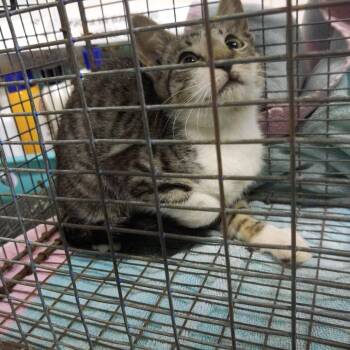 IVHS-Stray-140275 -  Domestic Short Hair Cat for Adoption in San Gabriel, California - IVHS-Stray-140275 | PetCurious