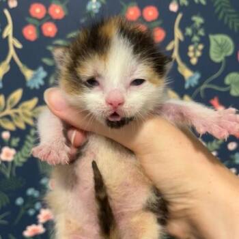 Apple Bloom -  Domestic Short Hair Cat for Adoption in West Olive, Michigan - Apple Bloom | PetCurious