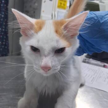 Spencer -  Domestic Short Hair Cat for Adoption in Summerville, South Carolina - Spencer | PetCurious