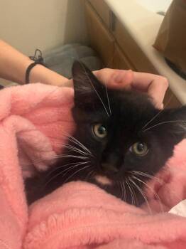 Tajin -  Domestic Medium Hair Cat for Adoption in San Jacinto, California - Tajin | PetCurious