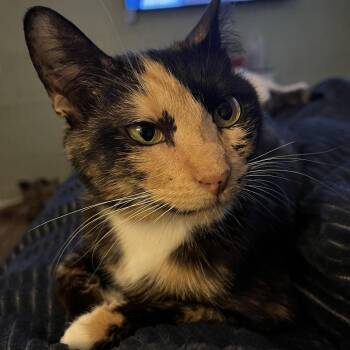 Mother Goose -  Domestic Short Hair Cat for Adoption in Gainesville, Georgia - Mother Goose | PetCurious