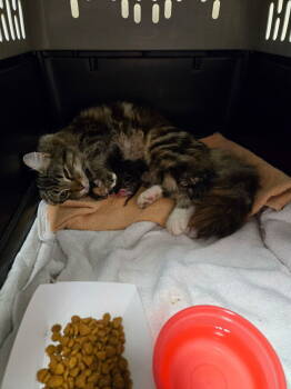 Rescue Maine Coon and Domestic Long Hair Cats for Adoption in Ocala, Florida - Beechnut | PetCurious