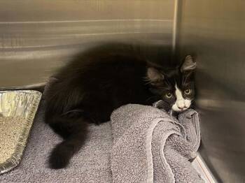 TRON -  Domestic Medium Hair Cat for Adoption in Tustin, California - TRON | PetCurious