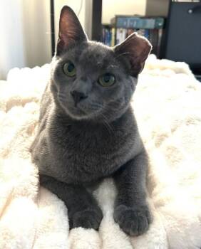 Bonnie and Clyde -  Russian Blue Cat for Adoption in New York, New York - Bonnie And Clyde | PetCurious