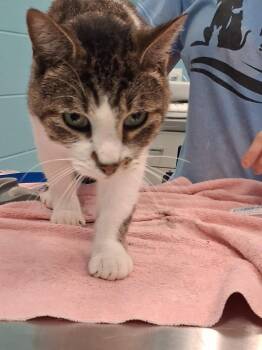 Wally -  Domestic Short Hair Cat for Adoption in Frankfort, Kentucky - Wally | PetCurious
