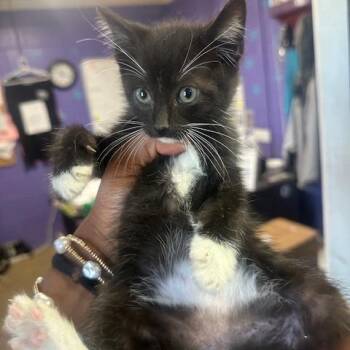 Dawg -  Domestic Short Hair Cat for Adoption in Enterprise, Alabama - Dawg | PetCurious