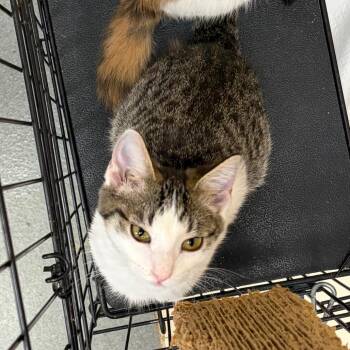 Robin -  Domestic Short Hair Cat for Adoption in Westminster, California - Robin | PetCurious
