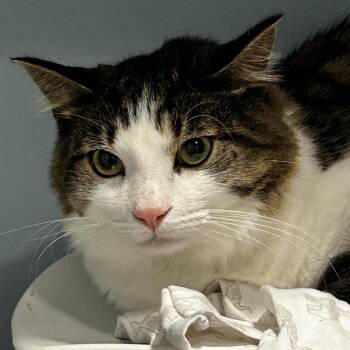 Ollie -  Domestic Medium Hair Cat for Adoption in Chattanooga, Tennessee - Ollie | PetCurious