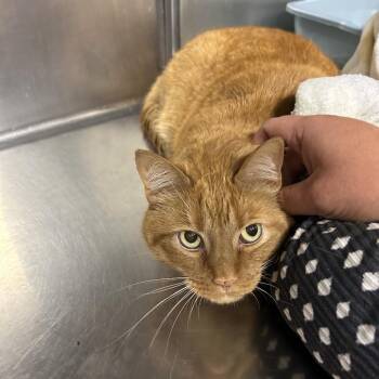 Cheeto -  Domestic Short Hair Cat for Adoption in Uniontown, Pennsylvania - Cheeto | PetCurious