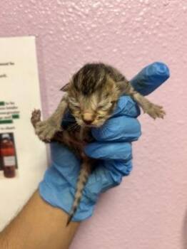 Domestic Short Hair Cats Available for Adoption in El Paso, Texas - 60865738 | PetCurious