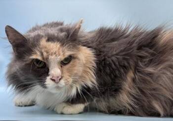 Becky -  Domestic Long Hair and Domestic Short Hair Cat for Adoption in Minneapolis, Minnesota - Becky | PetCurious