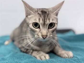 Domestic Short Hair Cats Available for Adoption in Ames, Iowa - GAIA | PetCurious