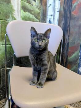 Rescue Domestic Short Hair Cats for Adoption in Frisco, Colorado - PLUTO | PetCurious