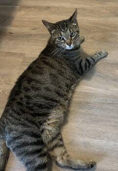 Kegan -  Domestic Short Hair Cat for Adoption in Maineville, Ohio - Kegan | PetCurious