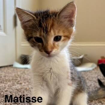 Rescue Domestic Short Hair Cats for Adoption in Cumming, Georgia - Matisse | PetCurious