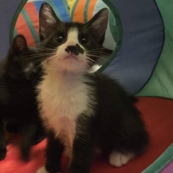 Fall -  Domestic Short Hair Cat for Adoption in Fort Lauderdale, Florida - Fall | PetCurious