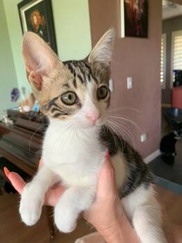 Rescue Tabby Cats for Adoption in Fresno, California - Americano | PetCurious