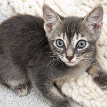 EZ -  Domestic Short Hair Cat for Adoption in Long Beach, California - EZ | PetCurious