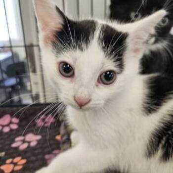 Salt -  Domestic Short Hair Cat for Adoption in Phoenixville, Pennsylvania - Salt | PetCurious
