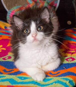 Rescue Domestic Short Hair Cats for Adoption in Elmwood Park, New Jersey - Bootie | PetCurious