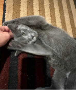 Rescue Domestic Short Hair Cats for Adoption in Herndon, Virginia - Carnot | PetCurious