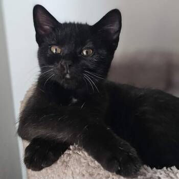 Baloo -  Domestic Short Hair Cat for Adoption in Sioux Falls, South Dakota - Baloo | PetCurious