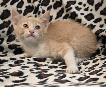 Domestic Short Hair Cats Available for Adoption in Murphysboro, Illinois - Chili | PetCurious