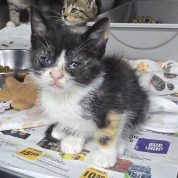 Cleo 26-0299 -  Domestic Short Hair Cat for Adoption in Yanceyville, North Carolina - Cleo 26-0299 | PetCurious