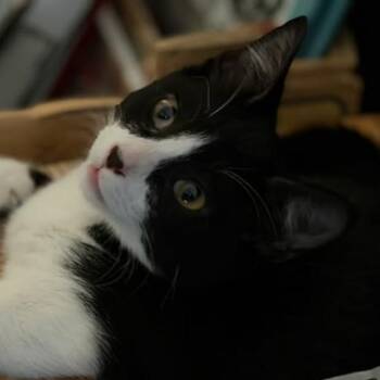 Domino -  Domestic Short Hair Cat for Adoption in Hemet, California - Domino | PetCurious