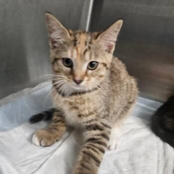 St. Charles Place -  Domestic Short Hair Cat for Adoption in Greensboro, North Carolina - St. Charles Place | PetCurious