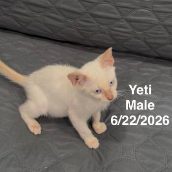 Yeti -  Domestic Short Hair and Siamese Cat for Adoption in League City, Texas - Yeti | PetCurious